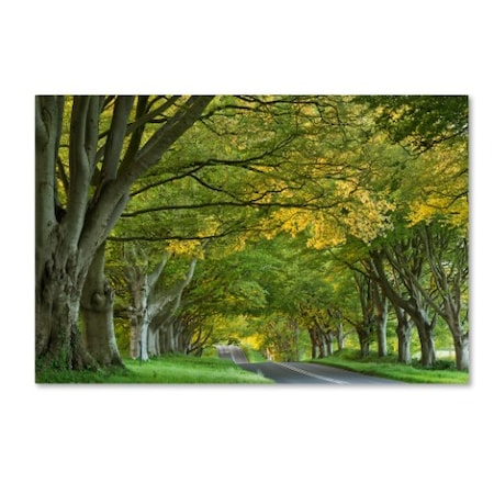 Adam Burton 'The Beech Avenue' Canvas Art,16x24